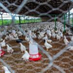 accelerated Development in Agriculture