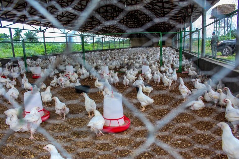 accelerated Development in Agriculture