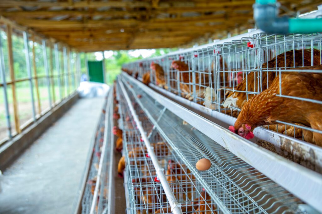 Invest in Oyo Agriculture